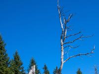 Toter Baumteil ragt gen Himmel